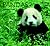 Pandas (World Life Library)