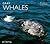 Gray Whales (World Life Library : Nature)
