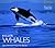 Killer Whales (World Life Library)
