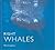 Right Whales by Phil Clapham