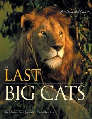 The Last Big Cats: An Untamed Spirit (Paperback)