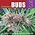 The Big Book of Buds by Ed Rosenthal