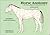 Horse Anatomy: A Pictorial ...