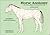 Horse Anatomy by Peter C. Goody