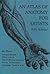 An Atlas of Anatomy for Artists: 189 Plates: Enlarged Revised Edition with 85 New Plates from Leonardo, Rubens, Michelangelo, Muybridge, Vesalius, et al.