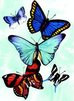 Butterfly Notebook (Paperback)