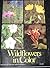 Wildflowers in Color by Arthur; Robinson Stupka