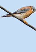 Kestrels, Quirky Birds, and Hopeless Egocentricity