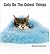 Cats Do the Cutest Things by Alexandra Ortolja-Baird