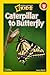 Caterpillar to Butterfly