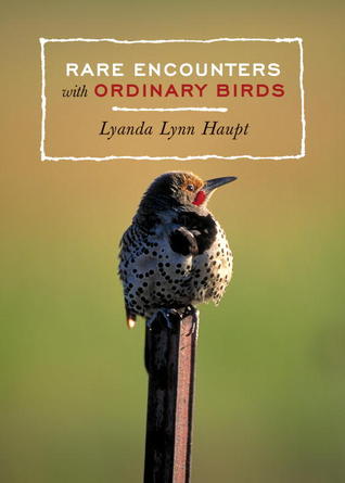 Rare Encounters with Ordinary Birds: A Bird Book for Adults (Paperback)
