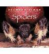 Spiders (Paperback)