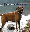 Chester The Chesapeake by Barbara Ebel