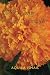 Of Martyrs and Marigolds