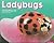 Ladybugs (Bugs, Bugs, Bugs!)