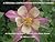A Personal Confrontation Wi...
