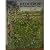 Hedgerow