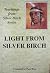 Light From Silver Birch