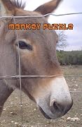 Monkey Puzzle #11