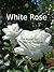 White Rose