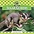 Sugar Gliders