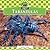 Tarantulas
