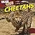 Cheetahs (Killer Cats)