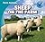 Sheep on the Farm (Farm Animals)
