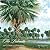 The Palmetto and Its South Carolina Home by Jim Harrison The Palmetto and Its South Carolina Home by Jim Harrison