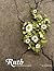Ruth: A study of life, loss and love