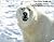 The Polar Bears of Barrow, Alaska: The U.S.'s Most Northern Community
