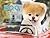Boo: Little Dog in the Big ...
