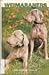 Weimaraners