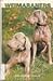 Weimaraners