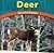 Deer: Graceful Grazers