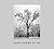 Ansel Adams at 100
