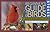 Stokes Beginner's Guide to Birds by Donald W. Stokes