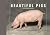 Beautiful Pigs Postcard Book by Ivy Press