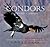 Condors in Canyon Country by Sophie A.H. Osborn