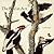 The Bird in Art by Caroline Bugler