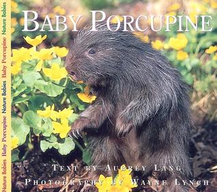 Baby Porcupine (Nature Babies)