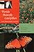 Florida Butterfly Caterpillars and Their Host Plants