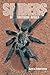 Spiders of Southern Africa