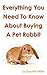 Everything You Need To Know About Bying a Pet Rabbit