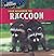 Your Neighbor the Raccoon (City Critters)