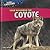 Your Neighbor the Coyote (City Critters)