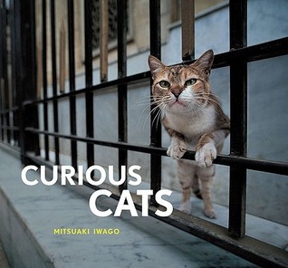 Curious Cats (Hardcover)