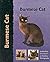 Burmese Cat