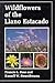Wildflowers of the Llano Estacado by Francis Rose Wildflowers of the Llano Estacado by Francis Rose