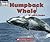 Humpback Whale